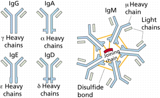 igd antibodies