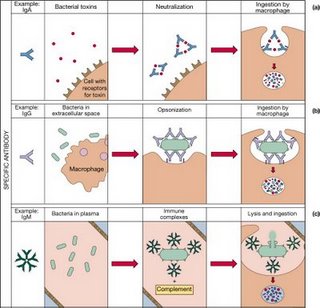 igd antibodies