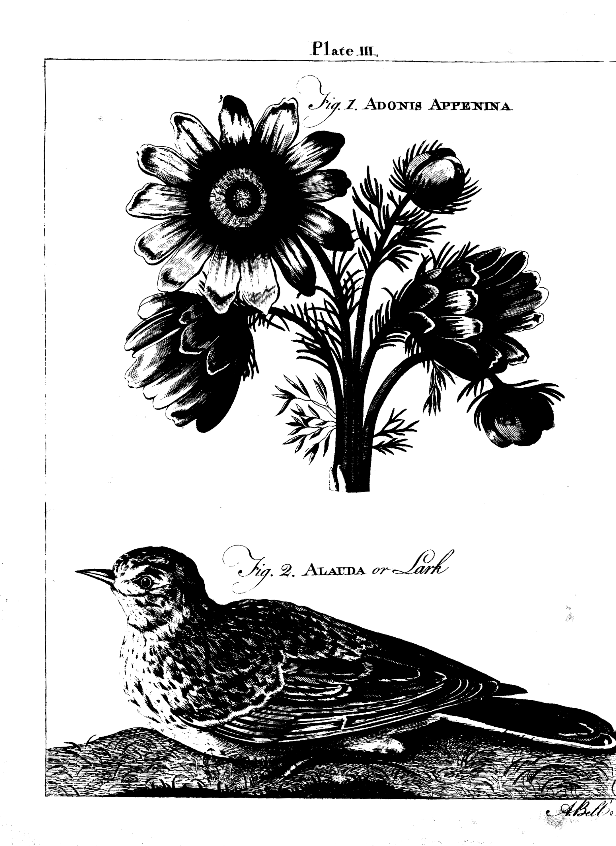 published in 1771
