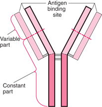 igd antibodies
