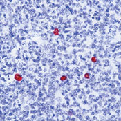 igd antibodies