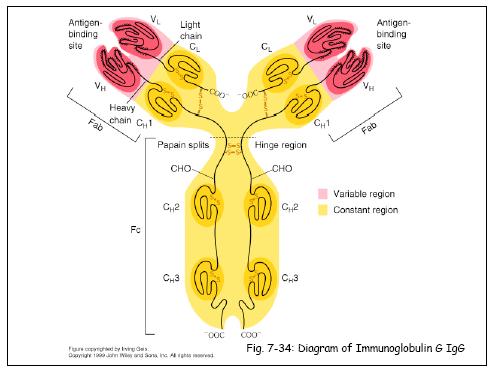 igd immunoglobulin