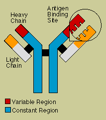 igd antibody