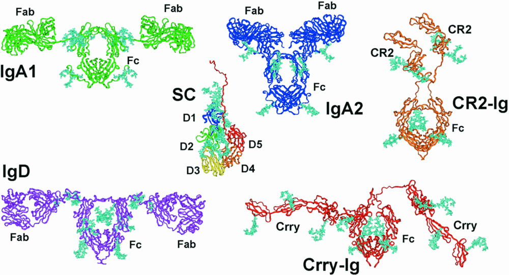 igd antibodies