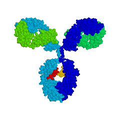 igd antibody
