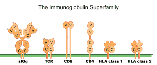 igd immunoglobulin