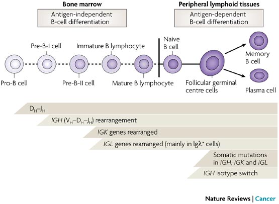 igd immunoglobulin