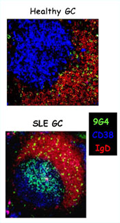 igd antibodies