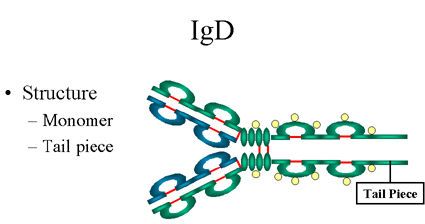 igd antibody